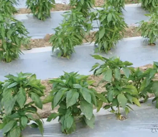 REFLECTIVE MULCH FILMS